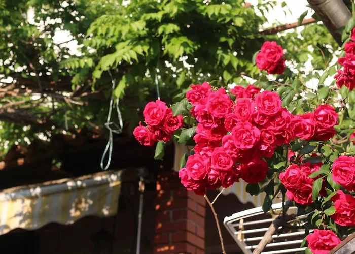 Lejlighed Nevija Rovinj